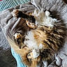cat, fluffy, stretching, feline, pet, blanket, soft, cozy, indoor, relaxing, fur, tabby, calico, animal, sleepy, paw, cute, resting, home, comfortable