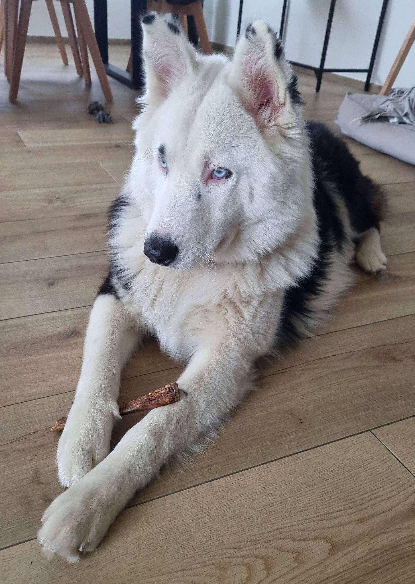 Skoll a rejoint le concours — aidez-le/la à gagner de superbes lots ! ancient_dog_breeds, canis, carnivore, chair, companion_dog, dog, dog_breed, flooring, fur, hardwood, sled_dog, spitz, tail, terrestrial_animal, whiskers, wolf, wood, wood_flooring, working_animal, working_dog