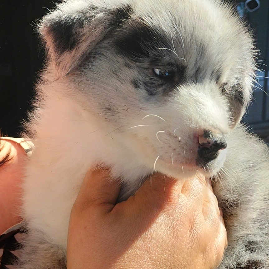 Bloom participe au concours pour gagner de l'argent avec cette photo : puppy, dog, animal, pet, fur, white, gray, hand, person, outdoor, sunlight, cute, young, fluffy, portrait, mammal, domestic_animal, friendship, companion, face
