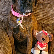 Diamond joined the competition — help win amazing prizes! dog, stuffed_animal, armchair, brown, brindle, collar, pink_collar, plush_toy, red_bow, red_bandana, polka_dot, sitting, pet, indoor, cozy, furniture, animal, cute, calm, portrait