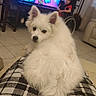 dog, white_dog, fluffy, blanket, checkered, child, wheelchair, television, tv_show, living_room, cat, shelf, furniture, home, indoor, person, curious, pet, cozy, floor_tiles