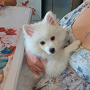 Bo is registered to the contest to win money with this photo: puppy, dog, white_dog, fluffy, pet, person, hand, floral_dress, table, kitchen, refrigerator, indoor, decor, autumn, leaf, napkin, cute, holding, cozy, domestic