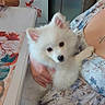 puppy, dog, white_dog, fluffy, pet, person, hand, floral_dress, table, kitchen, refrigerator, indoor, decor, autumn, leaf, napkin, cute, holding, cozy, domestic