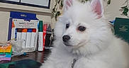 Bo joined the competition — help win amazing prizes! dog, white_dog, fluffy, desk, markers, calendar, plant, indoor, pet, table, stationery, office, fur, collar, ears, paws, animal, cute, relaxed, background