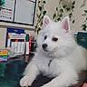 dog, white_dog, fluffy, desk, markers, calendar, plant, indoor, pet, table, stationery, office, fur, collar, ears, paws, animal, cute, relaxed, background