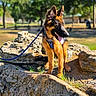 Anubis is registered to the contest to win money with this photo: alert, animal, canine, daytime, dog, ear, german_shepherd, grass, leash, nature, outdoor, park, pet, playful, puppy, rock, sunlight, tongue, walking, young_dog
