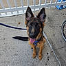 Anubis joined the competition — help win amazing prizes! dog, puppy, german_shepherd, leash, collar, concrete, sidewalk, fence, ears, tongue, pet, animal, outdoor, canine, young_dog, sitting, happy, brown, black, wheel