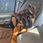 Anubis is registered to the contest to win money with this photo: german_shepherd, puppy, dog, car_interior, car_seat, seat_belt, sunlight, pet, chewing, brown_fur, black_fur, leash, window, seat_cover, close_up, animal, young_dog, cute, domestic_animal, pet_accessory