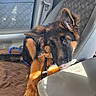 german_shepherd, puppy, dog, car_interior, car_seat, seat_belt, sunlight, pet, chewing, brown_fur, black_fur, leash, window, seat_cover, close_up, animal, young_dog, cute, domestic_animal, pet_accessory