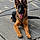 Anubis