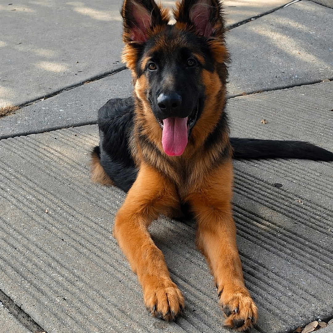 Anubis