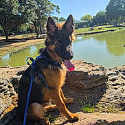 Anubis joined the competition — help win amazing prizes! animal, canine, daylight, dog, german_shepherd, grass, happy, leash, nature, outdoor, park, pet, pond, puppy, rocks, sunny, tongue_out, trees, water, young_dog