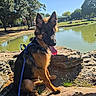 animal, canine, daylight, dog, german_shepherd, grass, happy, leash, nature, outdoor, park, pet, pond, puppy, rocks, sunny, tongue_out, trees, water, young_dog