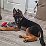 Anubis is registered to the contest to win money with this photo: puppy, dog, german_shepherd, indoor, floor, toy, plush_toy, cardboard_box, door, wooden_floor, pet, animal, young_dog, ears, fur, lying_down, looking_at_camera, cute, domestic, household
