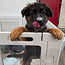 puppy, dog, pet, baby_gate, indoors, tongue_out, playful, cute, brown_fur, black_fur, white_powder, floor, door, red_door, wood_floor, animal, face, ears, paw, tongue