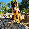 Anubis joined the competition — help win amazing prizes! animal, blue_sky, canine, daylight, dog, ears, fur, german_shepherd, grass, greenery, leash, nature, outdoor, pet, puppy, rock, sunny, tongue, walking, young