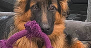Anubis is registered to the contest to win money with this photo: animal, black, brown, closeup, cute, dog, ears, fur, german_shepherd, household, indoor, looking, paws, pet, pet_bed, playing, puppy, resting, rope_toy, toy