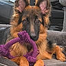 animal, black, brown, closeup, cute, dog, ears, fur, german_shepherd, household, indoor, looking, paws, pet, pet_bed, playing, puppy, resting, rope_toy, toy