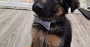 Anubis joined the competition — help win amazing prizes! puppy, german_shepherd, dog, bow_tie, indoor, floor, playpen, toy, pet, cute, fur, animal, young, portrait, looking_up, head_tilt, brown, black, ears, adorable