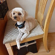 Sissy is registered to the contest to win money with this photo: dog, small_dog, light_coat, collar, pet, indoor, wooden_chair, cushioned_chair, floor, wall, furniture, pet_accessory, looking_away, sitting, domestic_animal, cute, fluffy, animal, home, relaxed