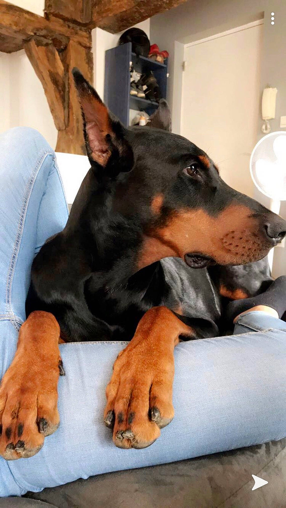 Dark participe au concours pour gagner de l'argent avec cette photo : beauceron, canidae, carnivore, companion_dog, dobermann, dog, dog_breed, ear, german_pinscher, guard_dog, mammal, manchester_terrier, miniature_pinscher, non_sporting_group, paw, pinscher, snout, toy_manchester_terrier, vertebrate