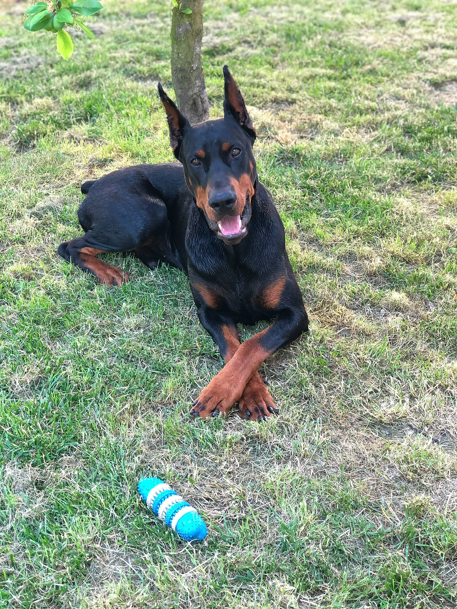 Dark a rejoint le concours — aidez-le/la à gagner de superbes lots ! beauceron, black_and_tan_terrier, canidae, carnivore, dobermann, dog, dog_breed, german_pinscher, guard_dog, mammal, manchester_terrier, miniature_pinscher, pinscher, vertebrate, working_dog