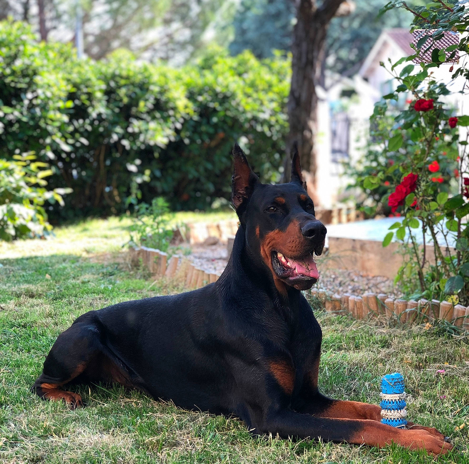 Dark a rejoint le concours — aidez-le/la à gagner de superbes lots ! beauceron, canidae, carnivore, dobermann, dog, dog_breed, german_pinscher, guard_dog, mammal, obedience_training, pinscher, sporting_group, vertebrate, working_dog