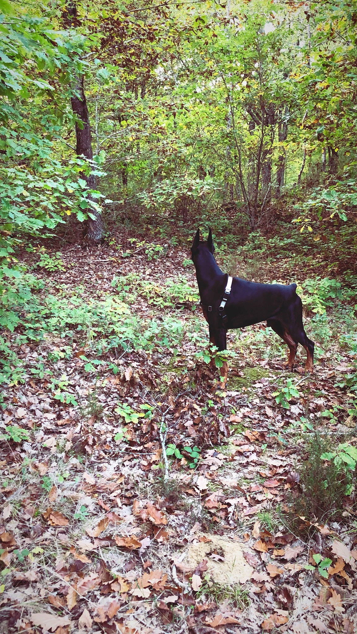 Dark participe au concours pour gagner de l'argent avec cette photo : canidae, carnivore, dog, dog_breed, feist, forest, guard_dog, hunting_dog, leaf, non_sporting_group, plant, state_park, trail, tree, woodland