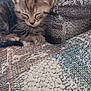 animal, blanket, cat, closeup, cozy, cute, fur, indoor, kitten, nap, pattern, paw, pet, resting, sleeping, soft, tabby, texture, whiskers, young