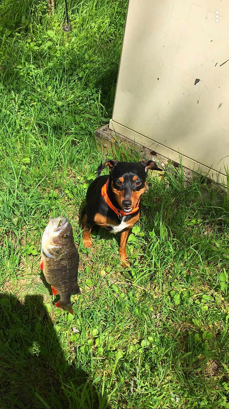 Lana participe au concours pour gagner de l'argent avec cette photo : dog, fish, grass, outdoor, pet, animal, catch, fishing, nature, collar, shadow, sunlight, greenery, small_dog, wildlife, summer, daylight, ground, animal_companion, catch_of_the_day