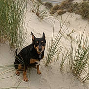 Lana participe au concours pour gagner de l'argent avec cette photo : dog, sand, beach, dunes, grass, sky, cloudy, sea, outdoor, nature, pet, animal, sitting, coast, landscape, quiet, calm, brown, black, small_dog