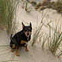 dog, sand, beach, dunes, grass, sky, cloudy, sea, outdoor, nature, pet, animal, sitting, coast, landscape, quiet, calm, brown, black, small_dog