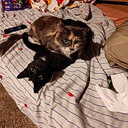 Little Girl joined the competition — help win amazing prizes! bed, black_cat, blanket, calico_cat, carpet, casual, cat, cozy, cuddle, eyes, feline, food_package, fur, home, indoor, m_and_ms, pets, remote_control, resting, striped_bedspread