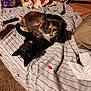 bed, black_cat, blanket, calico_cat, carpet, casual, cat, cozy, cuddle, eyes, feline, food_package, fur, home, indoor, m_and_ms, pets, remote_control, resting, striped_bedspread