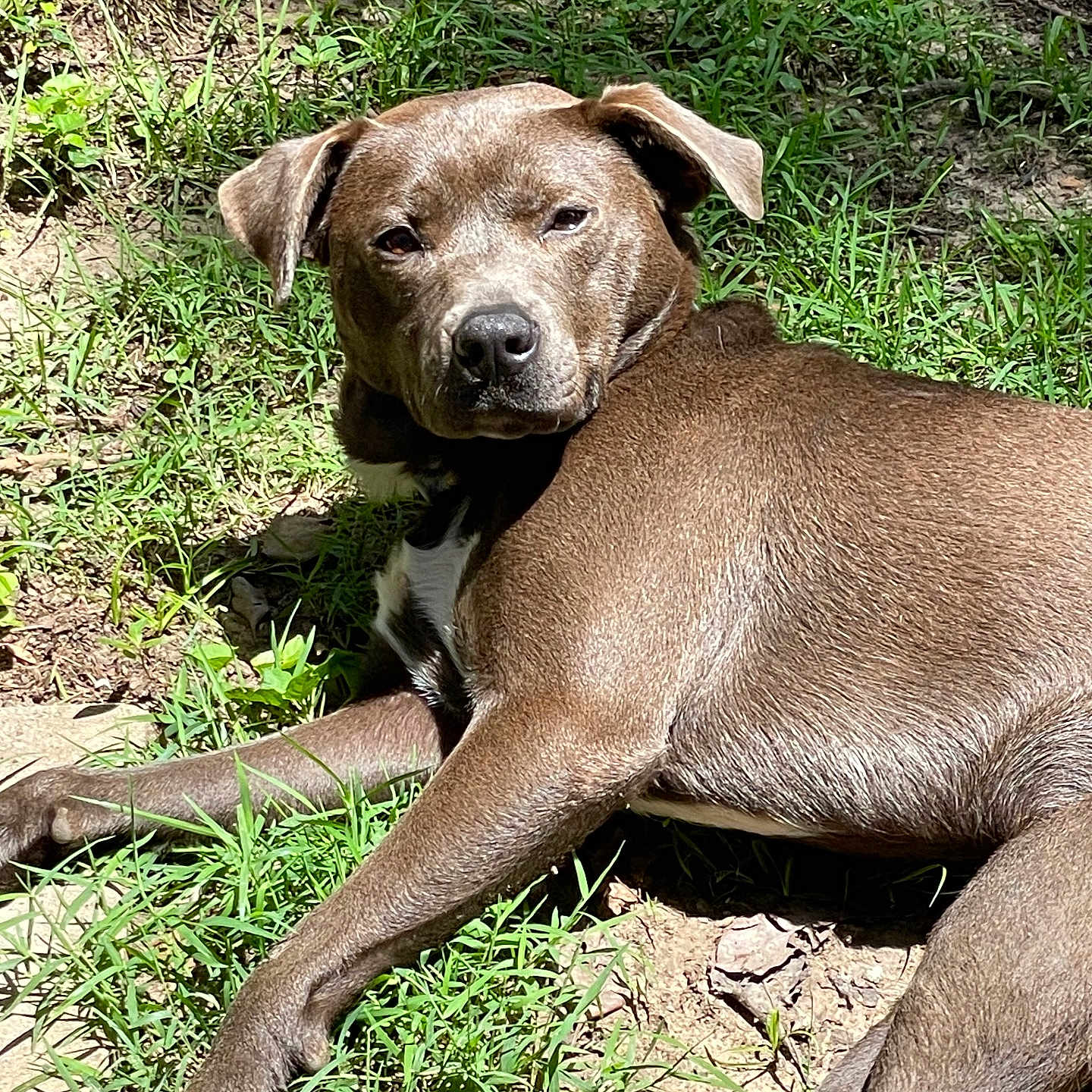 Bruno is registered to the contest to win money with this photo: animal, brown_dog, calm, canine, daylight, dog, ears, fur, grass, ground, lying_down, mammal, nature, outdoor, paw, pet, quiet, relaxed, snout, sunlight