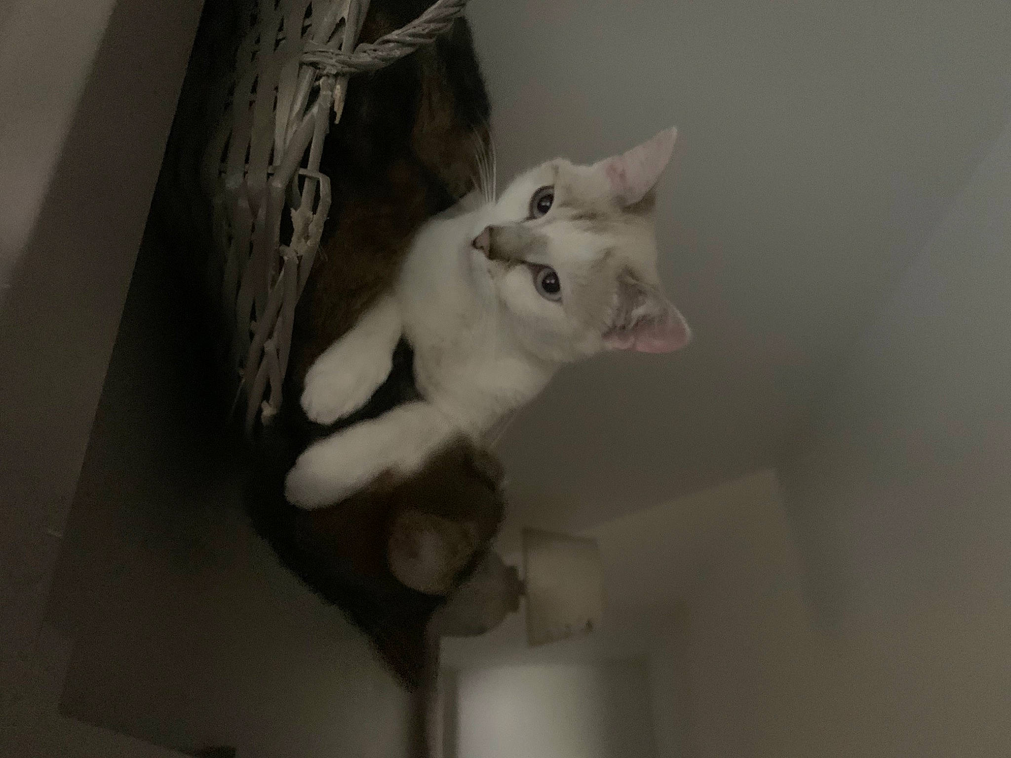 Snobelle participe au concours pour gagner de l'argent avec cette photo : carnivore, cat, ceiling, domestic_short_haired_cat, ear, eye, fawn, felidae, fur, grey, monochrome, monochrome_photography, paw, plaster, room, small_to_medium_sized_cats, snout, tail, whiskers, wood