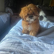 Cinnamon is registered to the contest to win money with this photo: dog, bed, blanket, indoor, curly_fur, furniture, pet, cozy, animal, domestic, resting, cute, companion, sleeping_area, collar, brown_dog, white_black_dog, soft_light, relaxation, home
