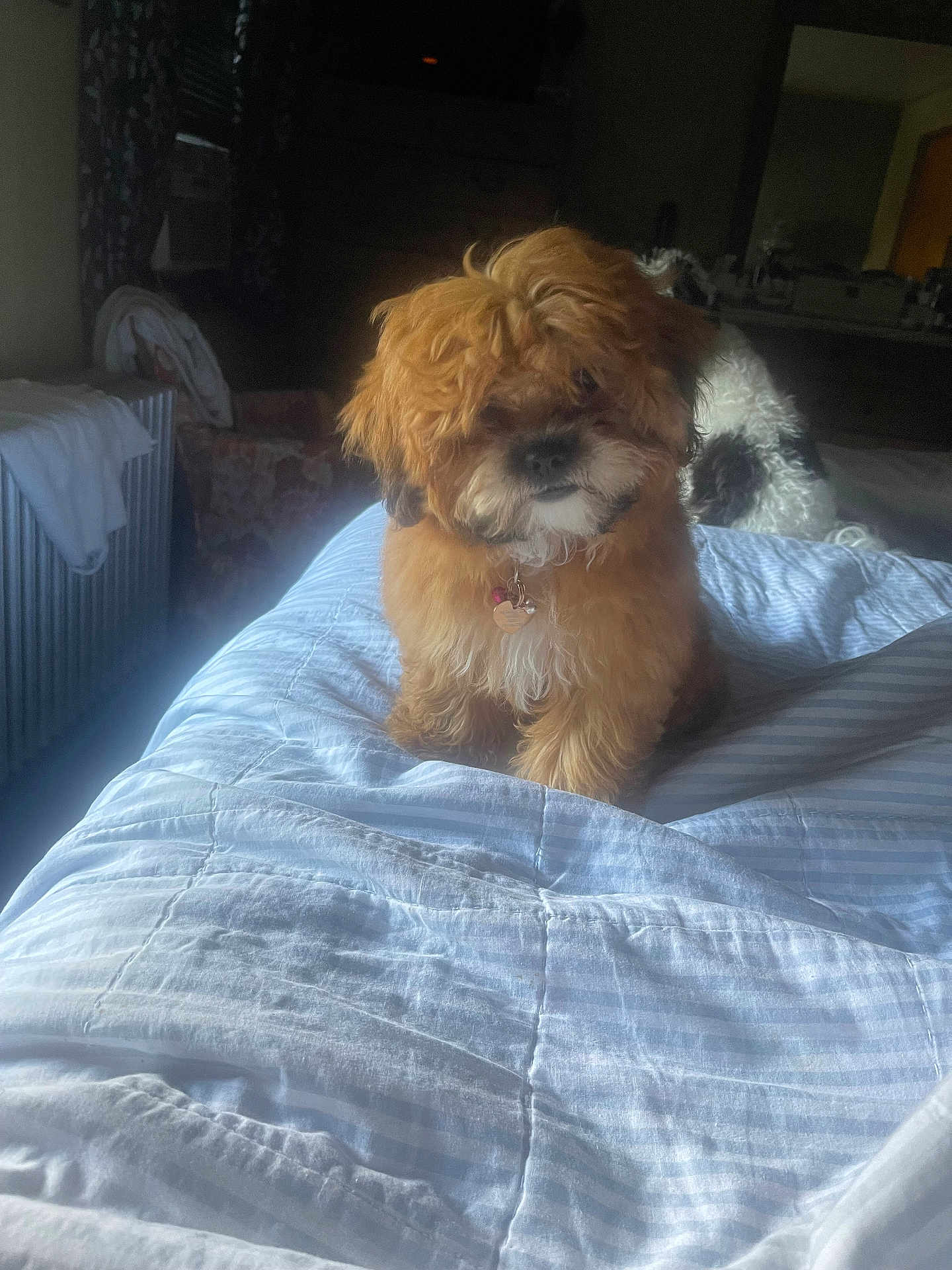 Cinnamon is registered to the contest to win money with this photo: dog, bed, blanket, indoor, curly_fur, furniture, pet, cozy, animal, domestic, resting, cute, companion, sleeping_area, collar, brown_dog, white_black_dog, soft_light, relaxation, home