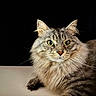 Tigrou a rejoint le concours — aidez-le/la à gagner de superbes lots ! cat, fluffy, green_eyes, portrait, feline, whiskers, fur, animal, pet, indoor, closeup, looking, alert, cute, mammal, tabby, long_hair, face, resting, black_background