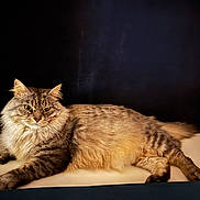 Tigrou participe au concours pour gagner de l'argent avec cette photo : cat, fluffy, feline, pet, animal, lying_down, portrait, fur, whiskers, ears, eyes, domestic_cat, relaxed, indoor, mammal, cute, tabby, long_hair, resting, closeup