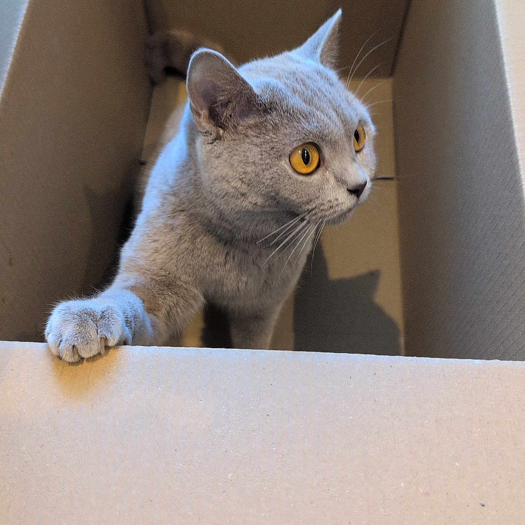 Misty joined the competition — help win amazing prizes! abyssinian, animal, box, cardboard, carton, cat, hardwood, kitten, manx, pet, wood