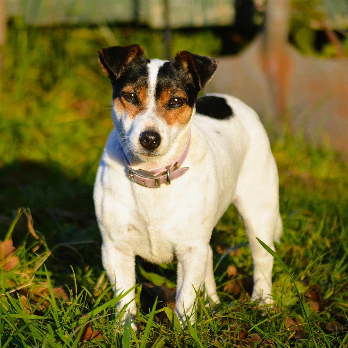 Maya a rejoint le concours — aidez-le/la à gagner de superbes lots ! alert, animal, black_markings, brown_markings, canine, collar, dog, domestic_animal, ears, fur, grass, greenery, muzzle, nature, outdoor, pet, snout, standing, sunlight, white_coat