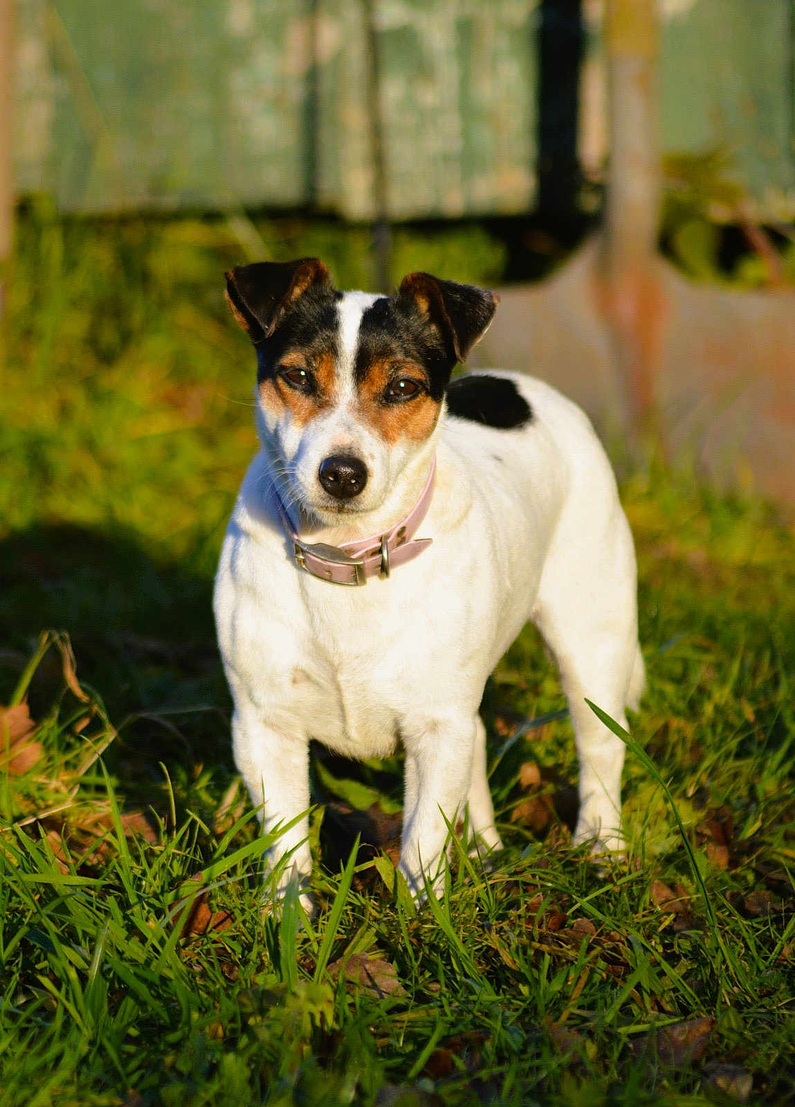 Maya a rejoint le concours — aidez-le/la à gagner de superbes lots ! dog, animal, pet, grass, outdoor, collar, white_coat, black_markings, brown_markings, sunlight, nature, canine, alert, standing, fur, ears, snout, muzzle, domestic_animal, greenery