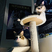 Tigger joined the competition — help win amazing prizes! animal, cat, cat_tree, cats, cozy, cute, dark, feline, fur, home, indoor, lounging, pet, poster, relaxed, resting, shadow, tabby, wall, white