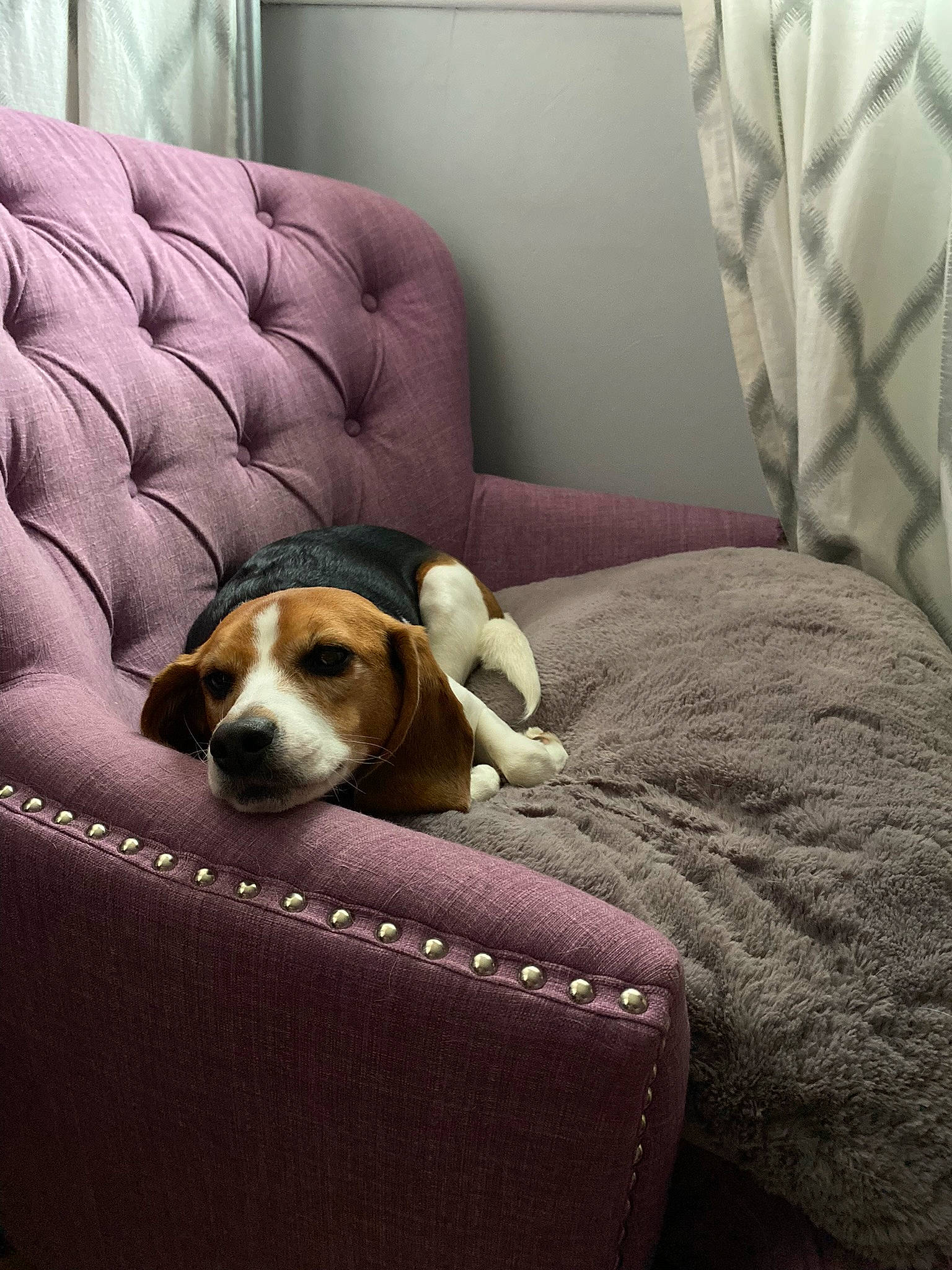 Roo is registered to the contest to win money with this photo: bored, canidae, carnivore, club_chair, comfort, companion_dog, couch, dog, dog_breed, fawn, hardwood, hound, linens, pet_supply, room, scent_hound, sporting_group, studio_couch, window, working_animal
