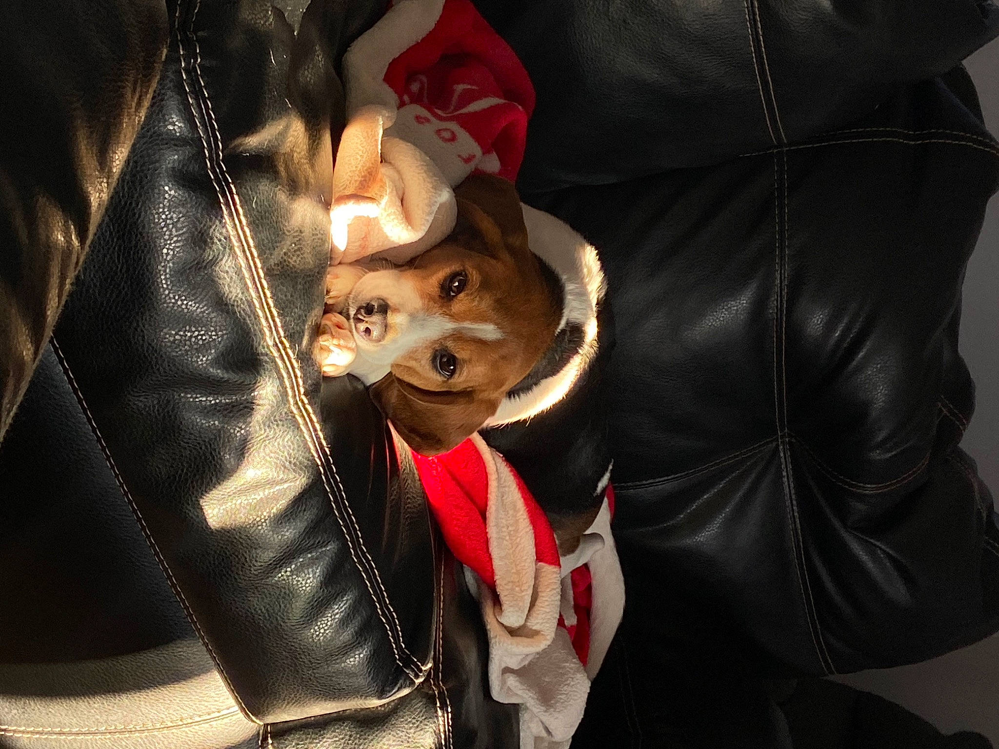 Roo is registered to the contest to win money with this photo: bag, carmine, companion_dog, costume, eyewear, fashion_accessory, felidae, fictional_character, formal_wear, fur, fur_clothing, gesture, hat, jacket, leather, leather_jacket, outerwear, sleeve, sunglasses, whiskers
