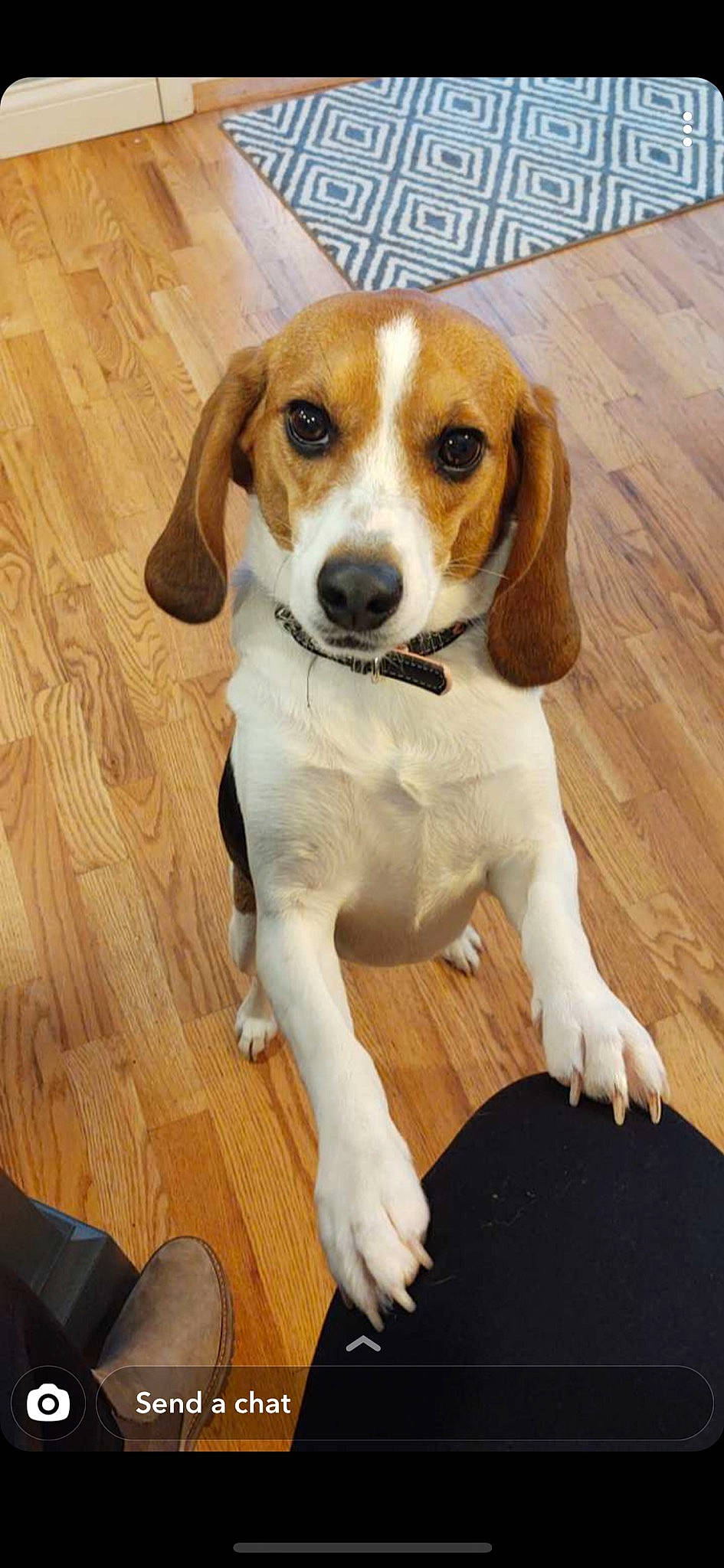 Roo is registered to the contest to win money with this photo: beaglier, carnivore, collar, companion_dog, dog, dog_breed, fawn, flooring, hardwood, hound, hunting_dog, scent_hound, snout, sporting_group, terrestrial_animal, varnish, wood, wood_flooring, wood_stain, working_animal