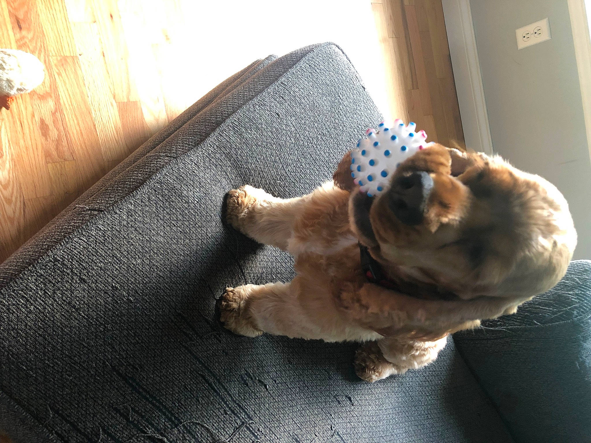 Riley joined the competition — help win amazing prizes! brown, carnivore, cat, claw, comfort, companion_dog, dog_breed, domestic_short_haired_cat, fawn, felidae, flooring, fur, hardwood, paw, room, small_to_medium_sized_cats, sporting_group, tail, whiskers, wood