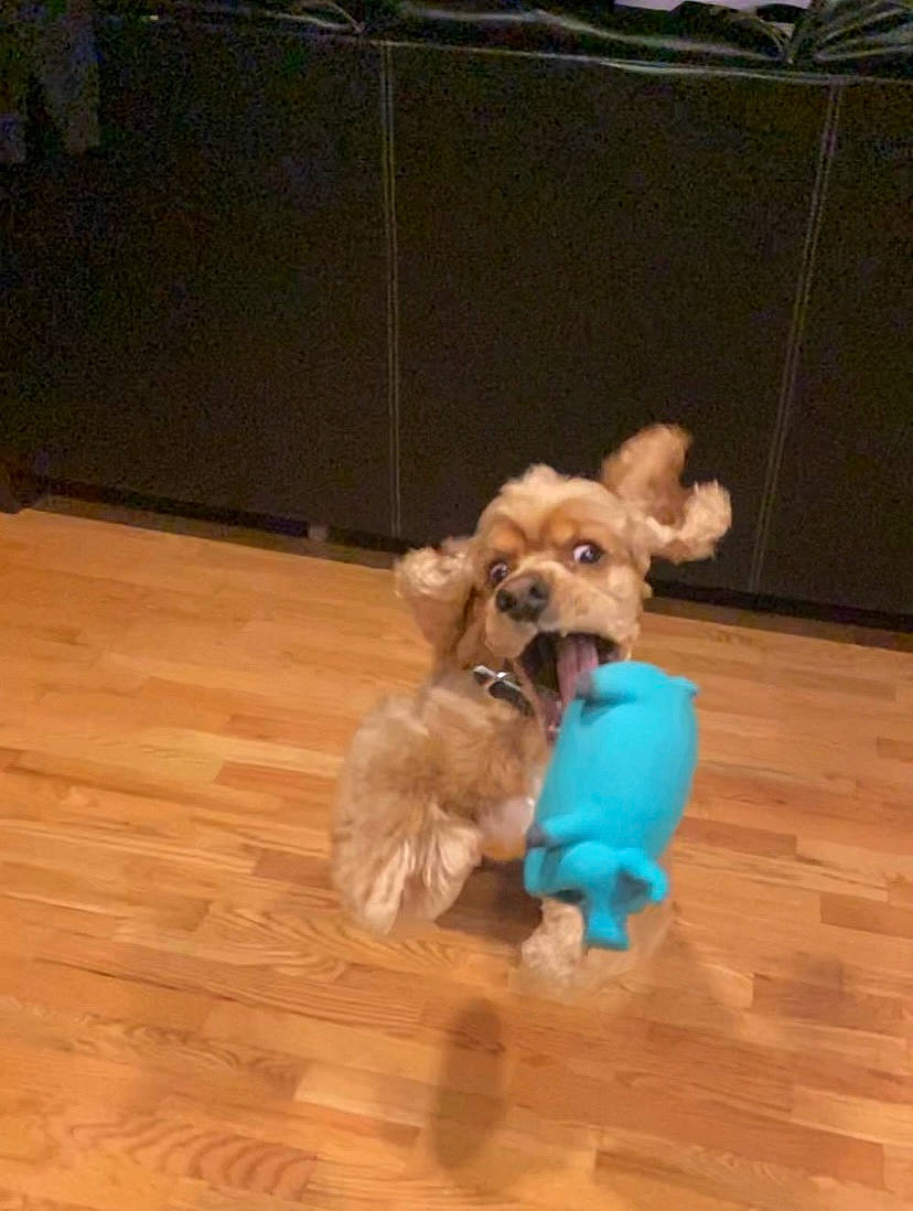 Riley joined the competition — help win amazing prizes! canidae, carnivore, companion_dog, dog, dog_breed, dog_clothes, dog_supply, fawn, floor, flooring, hardwood, liver, pet_supply, snout, sporting_group, toy, toy_dog, varnish, wood, working_animal