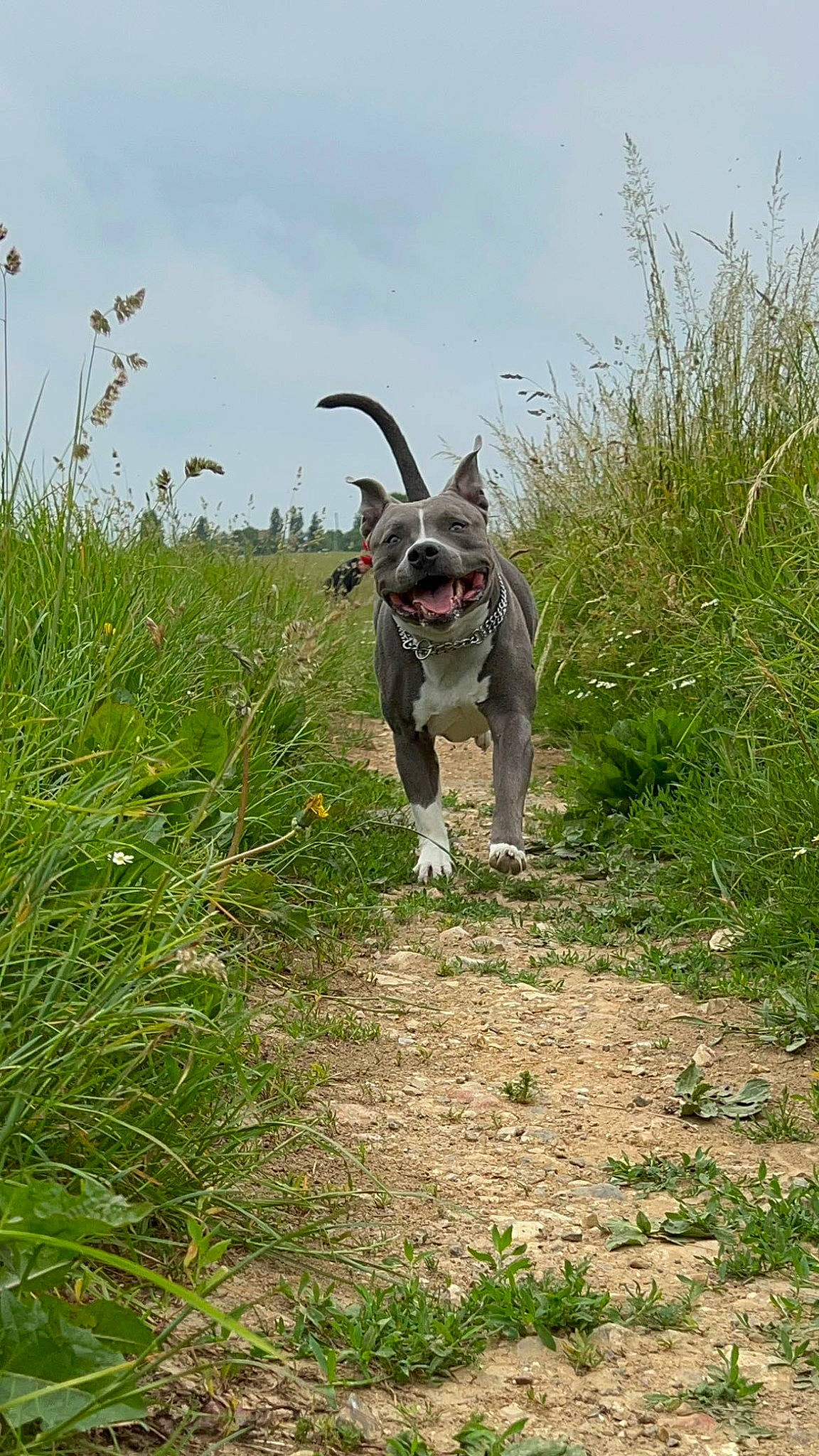 Oscar a rejoint le concours — aidez-le/la à gagner de superbes lots ! carnivore, cloud, collar, companion_dog, dog, dog_breed, dog_supply, fawn, grass, grassland, herbaceous_plant, pasture, plant, prairie, shrub, shrubland, sky, snout, sporting_group, working_animal